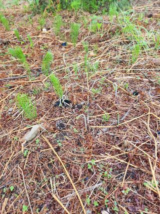 임태빈탑정호주말농장님의 작성글 사진