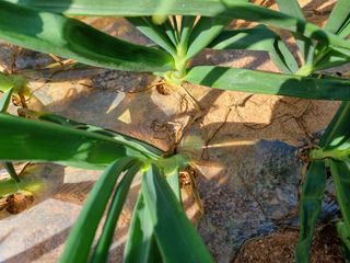 강순옥님의 양파 · 자유게시판 작성글 사진