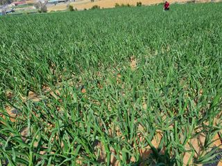 강순옥님의 양파 · 자유게시판 작성글 사진