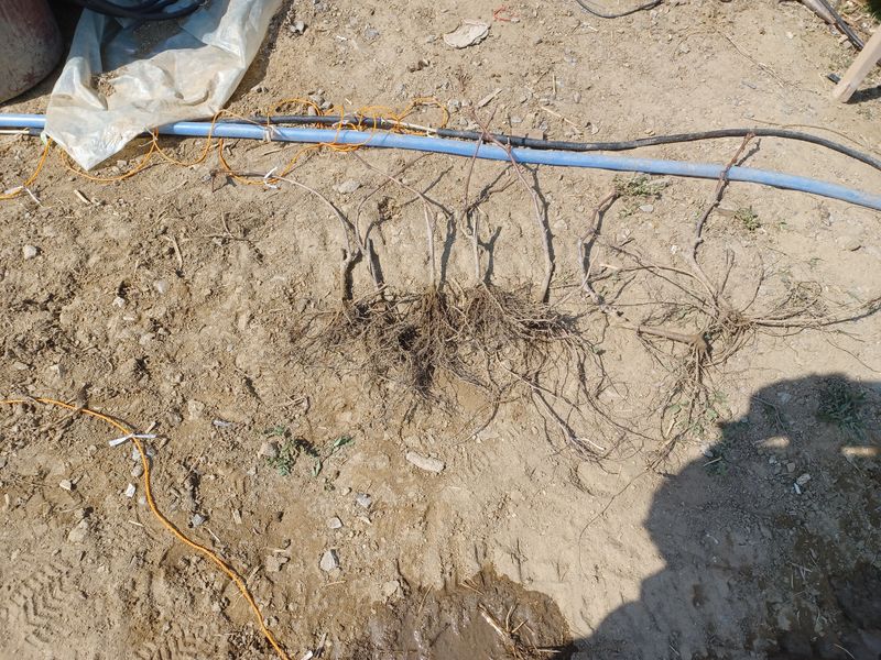 장터 상품 [캠벨 접목 팝니다] 썸네일