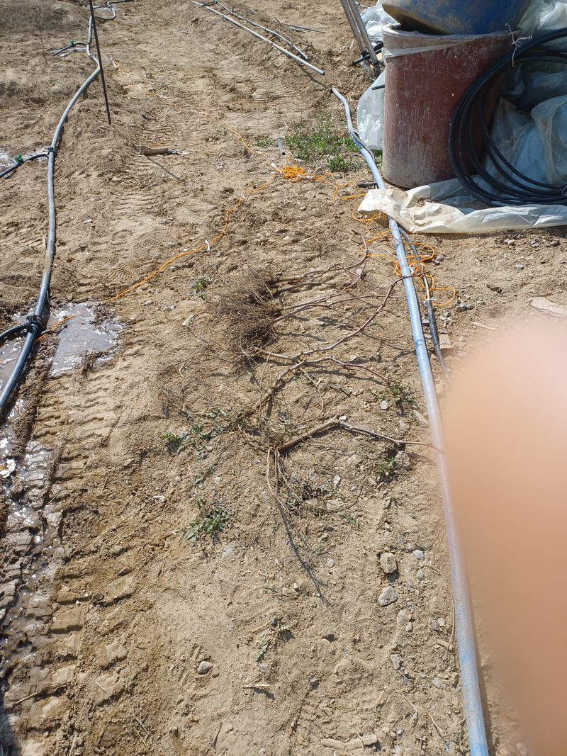 출석  채크 합니다님의 장터 판매 상품 [캠벨 접목 팝니다] 첨부 사진