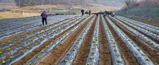 박호성님의 배추 · 파종•정식 작성글 사진