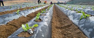 박호성님의 배추 · 파종•정식 작성글 사진