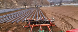 박호성님의 배추 · 파종•정식 작성글 사진