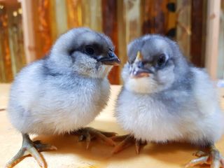 농사꾼 단비님의 자유주제 · 자유게시판 작성글 사진