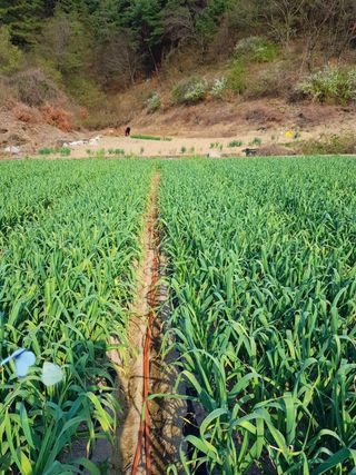 농사꾼 단비님의 자유주제 · 자유게시판 작성글 사진