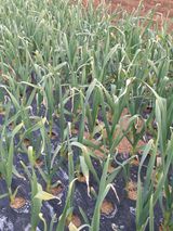 팜모닝 마늘·병해충상담 게시글 이미지