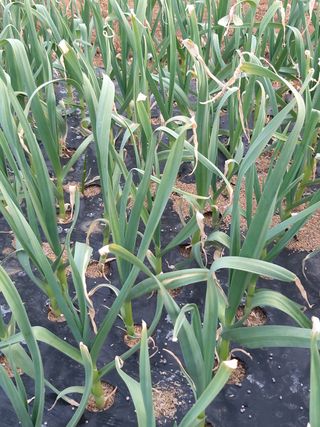 대박🙂🙏님의 마늘 · 병해충상담 작성글 사진