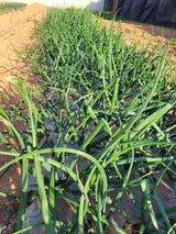 팜모닝 자유주제·자유게시판 게시글 이미지