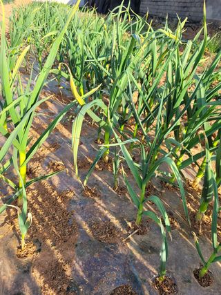 물안개님의 자유주제 · 자유게시판 작성글 사진