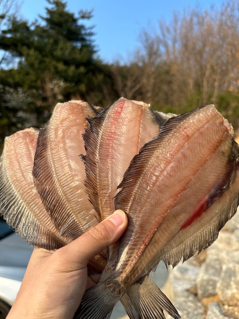 장터 상품 [동해안 반건조 가자미 중짜] 썸네일