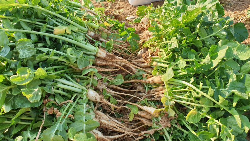 장터 상품 [키 작은 월동 열무 4kg [품절]] 썸네일