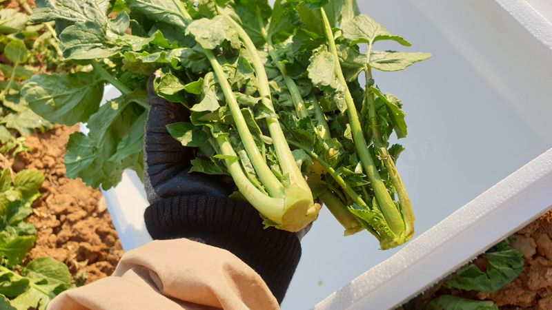 농부아내님의 장터 판매 상품 [키 작은 월동 열무 4kg [품절]] 첨부 사진