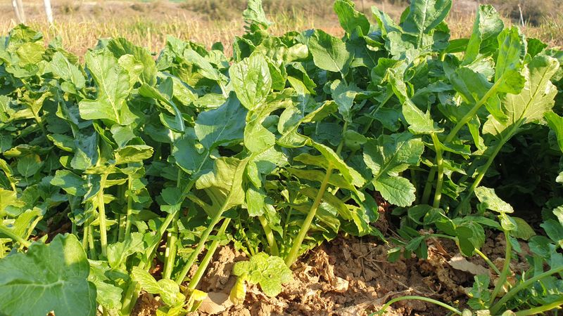 농부아내님의 장터 판매 상품 [키 작은 월동 열무 4kg [품절]] 첨부 사진