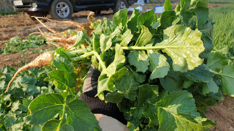 농부아내님의 장터 판매 상품 [키 작은 월동 열무 4kg [품절]] 첨부 사진