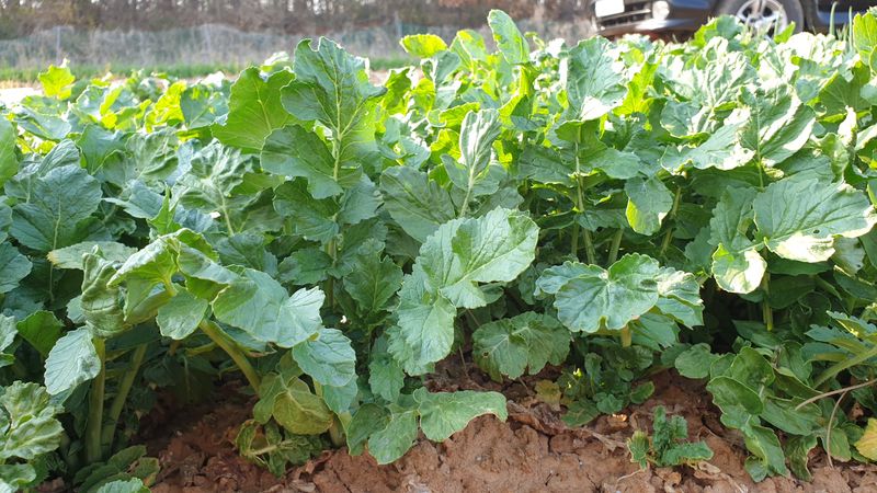 농부아내님의 장터 판매 상품 [키 작은 월동 열무 4kg [품절]] 첨부 사진