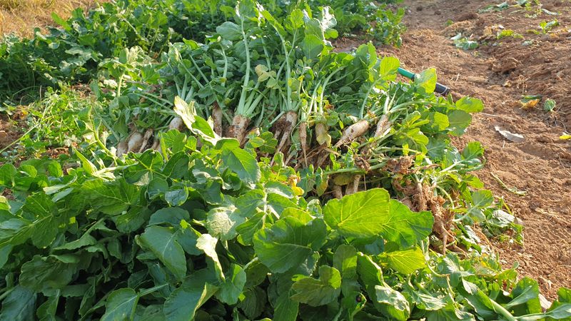 농부아내님의 장터 판매 상품 [키 작은 월동 열무 4kg [품절]] 첨부 사진