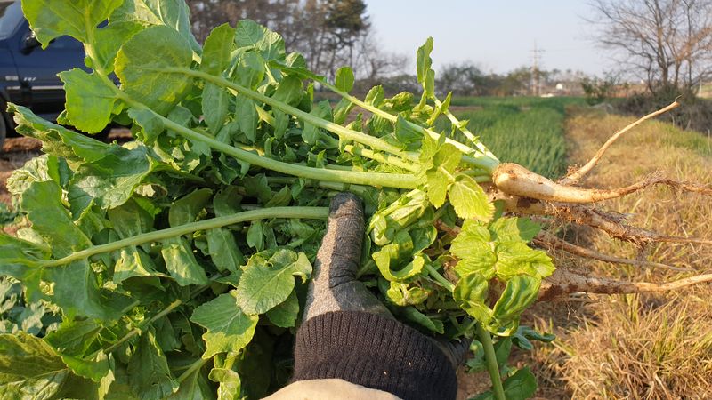 농부아내님의 장터 판매 상품 [키 작은 월동 열무 4kg [품절]] 첨부 사진