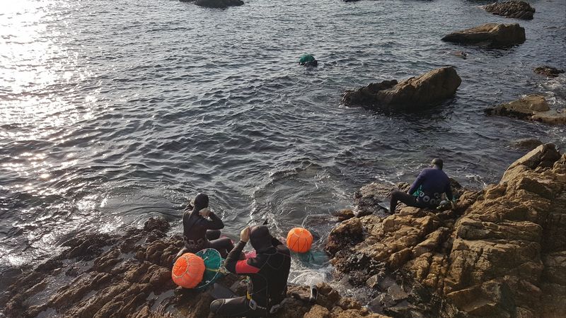 모어더더님의 장터 판매 상품 [(당일손질)포항 성게알 생물] 첨부 사진