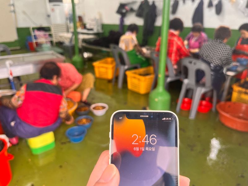 모어더더님의 장터 판매 상품 [(당일손질)포항 성게알 생물] 첨부 사진