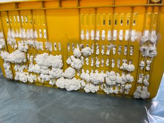 한농농약종묘사님의 버섯 · 일상 작성글 사진