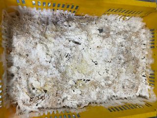 한농농약종묘사님의 버섯 · 일상 작성글 사진