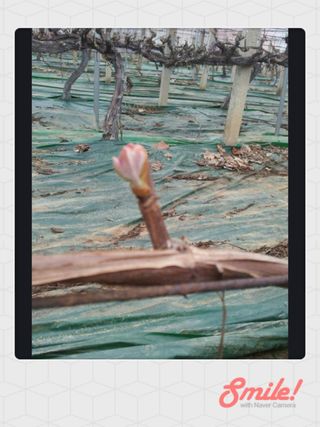 승진포도원님의 포도 · 자유게시판 작성글 사진