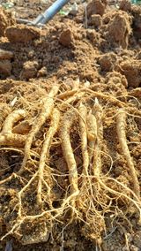 팜모닝 · 게시글 이미지