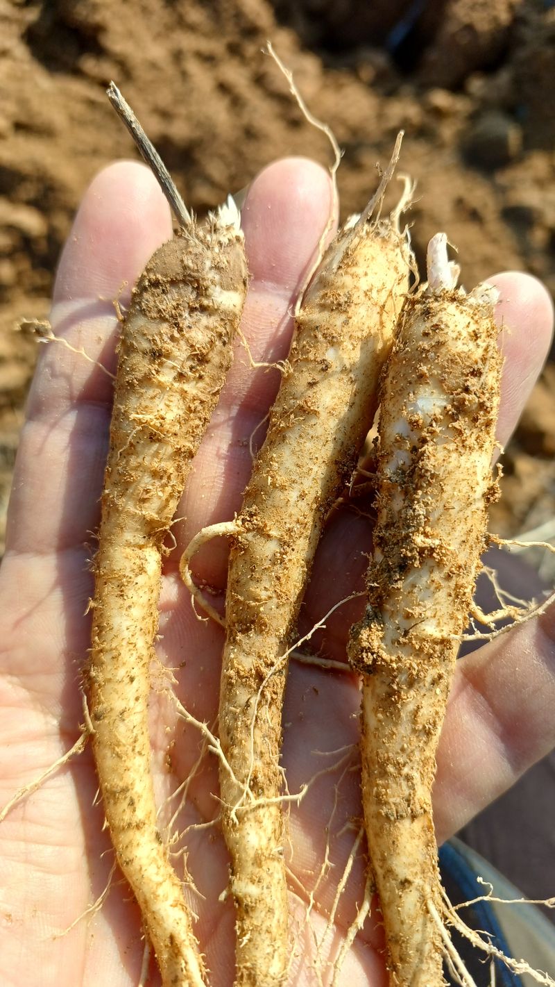 임오빈님의 장터 판매 상품 [도라지 1kg] 첨부 사진