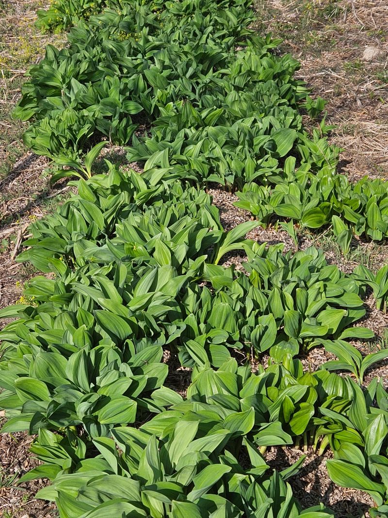 장터 상품 [명이나물 판매 ㅣkg] 썸네일