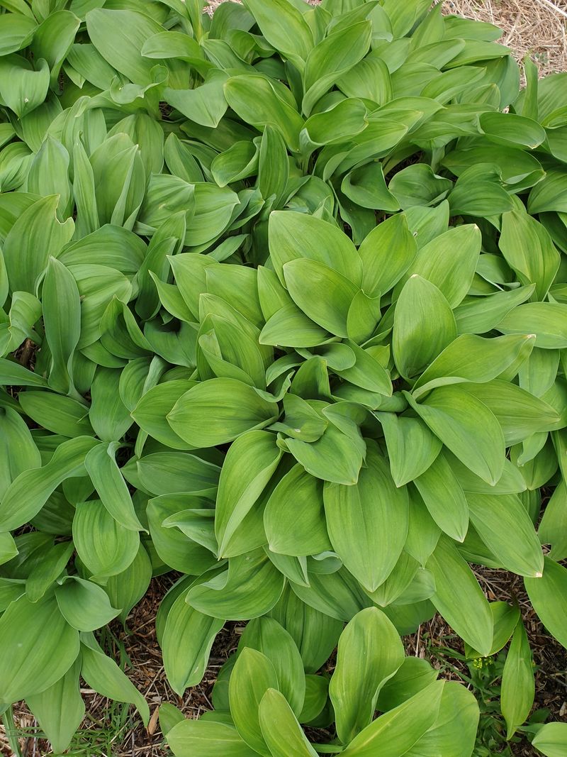 김시헌 님의 장터 판매 상품 [명이나물 판매 ㅣkg] 첨부 사진