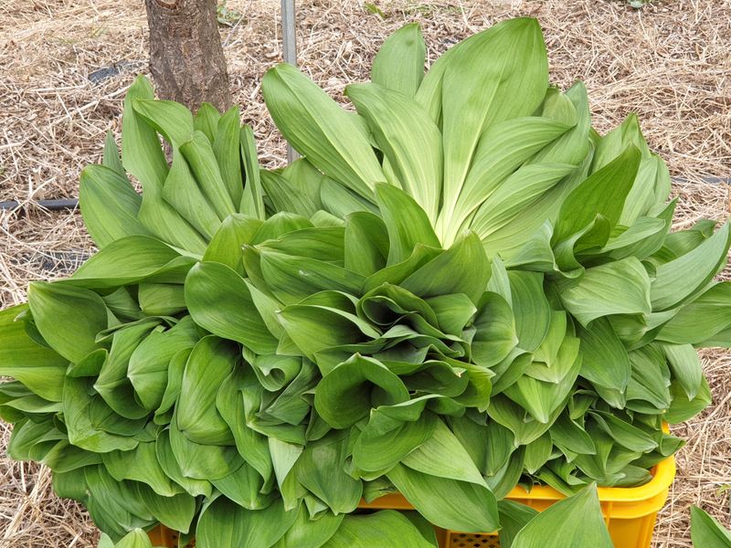 김시헌 님의 장터 판매 상품 [명이나물 판매 ㅣkg] 첨부 사진