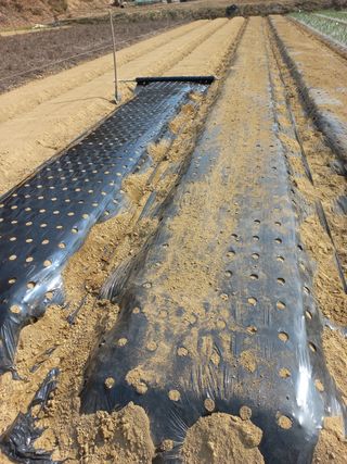 농민님의 기타작물 · 자유게시판 작성글 사진