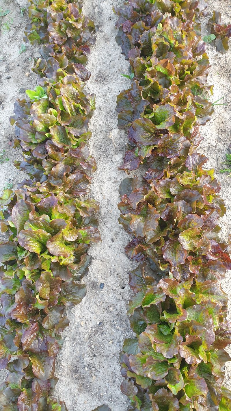 장터 상품 [상추.시금치 1k] 썸네일