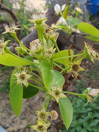 하나라도 소중하게님의 배 · 생장기 농작업 작성글 사진