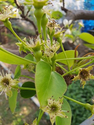 하나라도 소중하게님의 배 · 생장기 농작업 작성글 사진