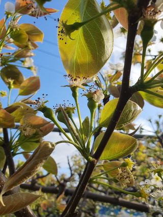 하나라도 소중하게님의 배 · 생장기 농작업 작성글 사진