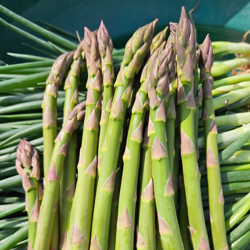 장터 상품 [장성농장 아스파라거스 500g] 썸네일