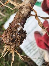 팜모닝 마늘·병해충상담 게시글 이미지