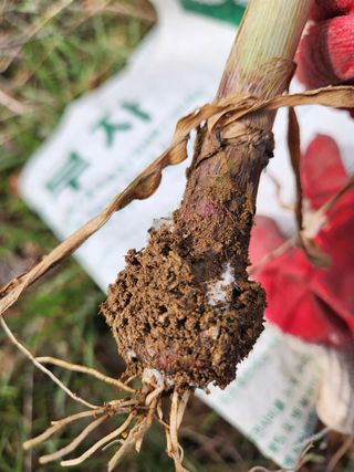 김영환님의 마늘 · 병해충상담 작성글 사진