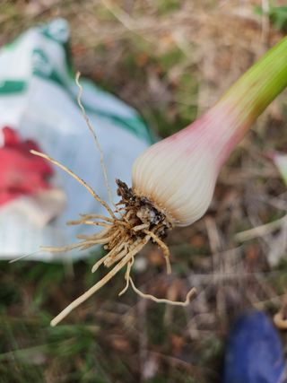 김영환님의 마늘 · 병해충상담 작성글 사진