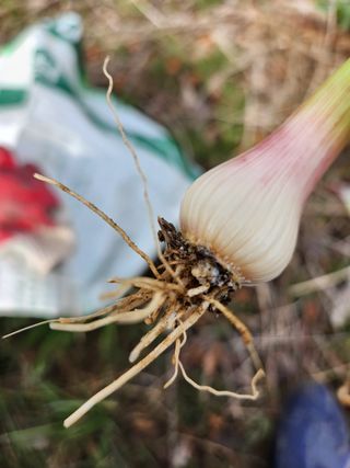 김영환님의 마늘 · 병해충상담 작성글 사진