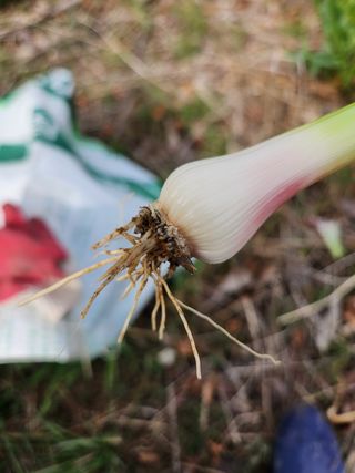 김영환님의 마늘 · 병해충상담 작성글 사진
