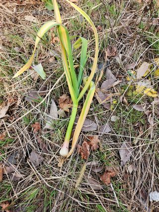 김영환님의 마늘 · 병해충상담 작성글 사진