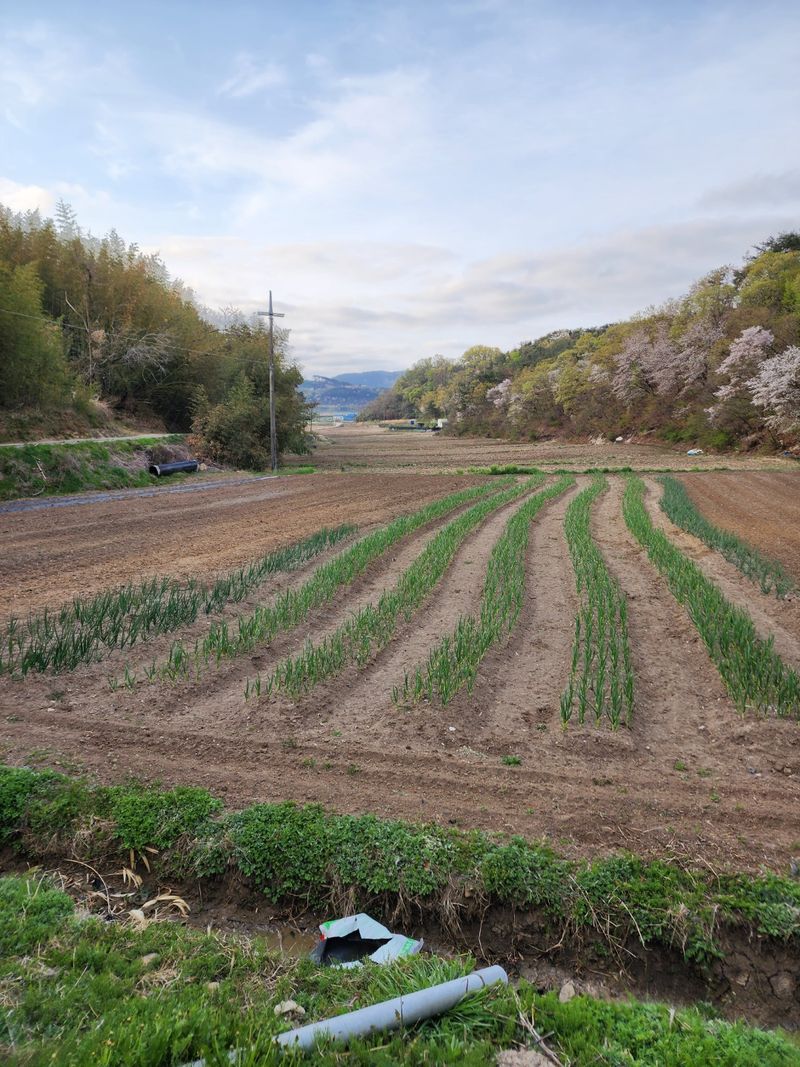 모어더더님의 장터 판매 상품 [햇고추가루 1.5kg] 첨부 사진