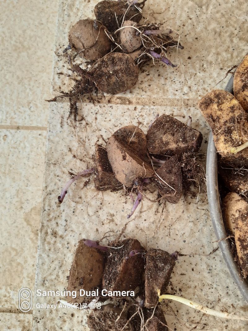 장터 상품 [(완료)뿌리다내린 두백.홍감자 종자용] 썸네일