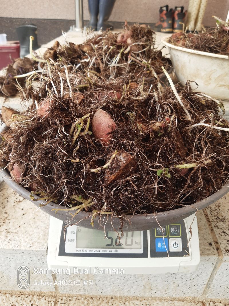 삼성농산님의 장터 판매 상품 [(완료)뿌리다내린 두백.홍감자 종자용] 첨부 사진