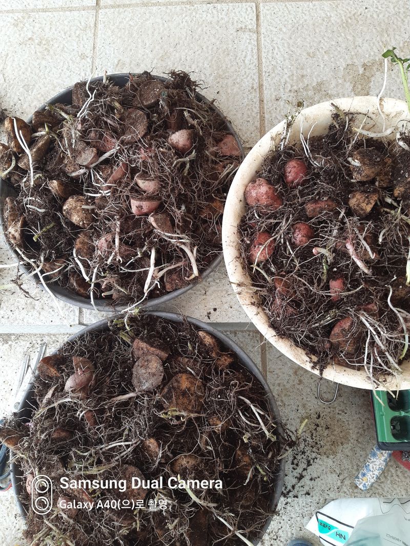삼성농산님의 장터 판매 상품 [(완료)뿌리다내린 두백.홍감자 종자용] 첨부 사진
