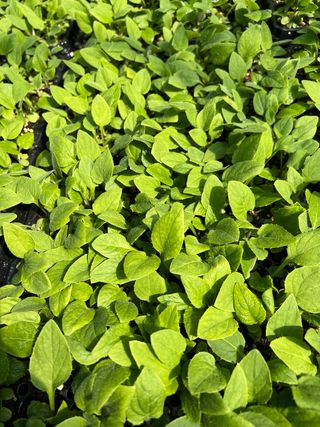 이기자원예종묘님의 작성글 사진