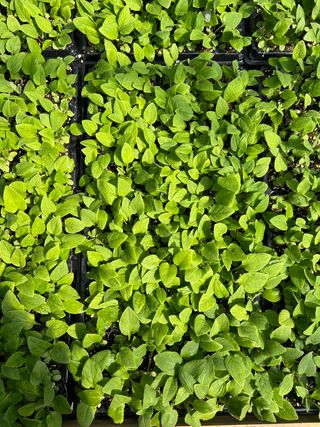 이기자원예종묘님의 작성글 사진